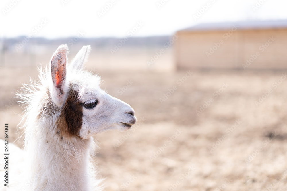 Obraz premium Cute animal alpaka lama on farm outdoors