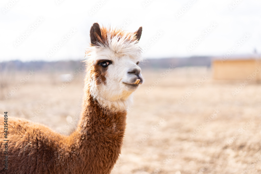 Obraz premium Cute animal alpaka lama on farm outdoors