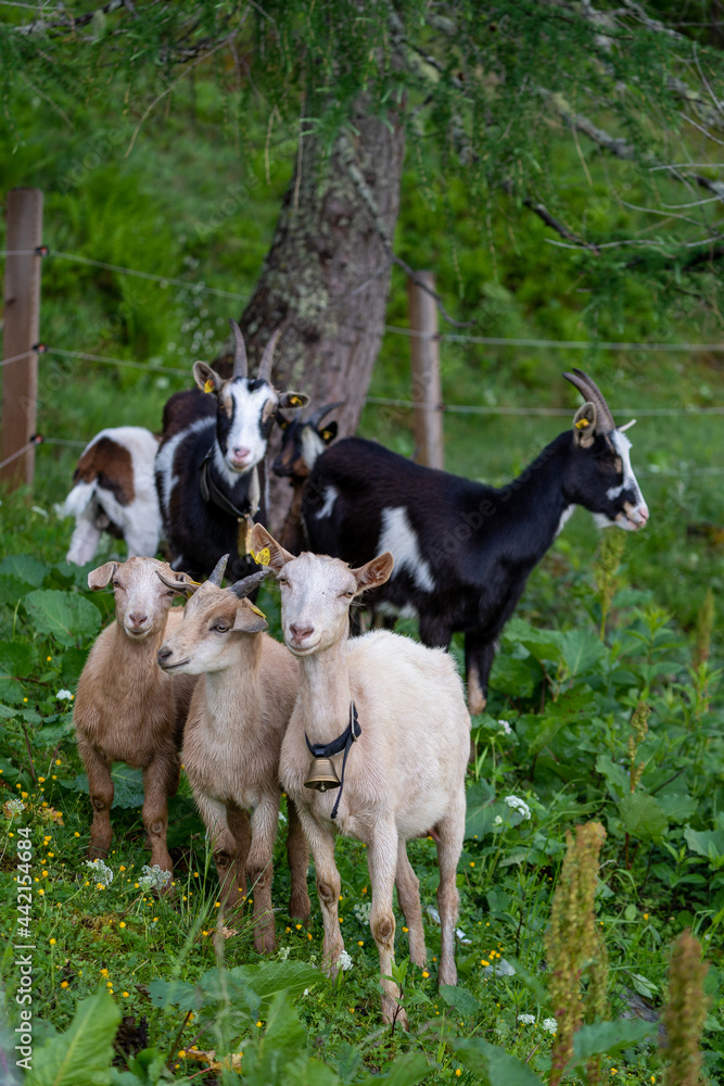 Fototapeta premium a group of goats on the mountais in summer