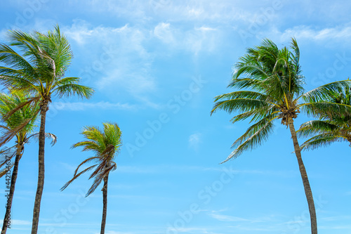 Fototapeta Naklejka Na Ścianę i Meble -  Hollywood ocean coast in Miami Florida during sunny day with palm trees tall against blue sky and clouds