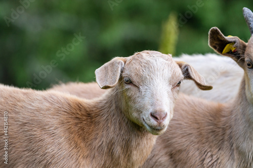 young goat is looking at camera