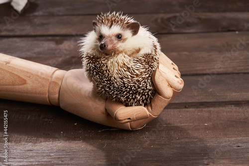 Adorable hedgehog in wooden hand on table photo