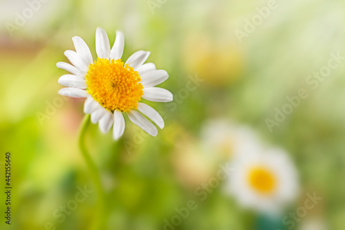 Chamomile flower on background of fresh summer green grass. Macro photography of plants and nature.
