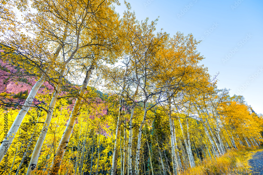 Fototapeta premium Maroon Bells view from famous road of vibrant yellow foliage aspen trees in row of Colorado rocky mountains autumn fall peak
