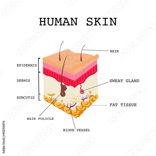Cross section of Human skin. Layered epidermis, Dermis and subcutis with hair follicle,blood vessel,fat tissue,sweat gland and hair.Vector isolate flat design concept For medical use. human anatomy.