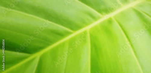 An image of a leaf that has been blurred for use as a background.