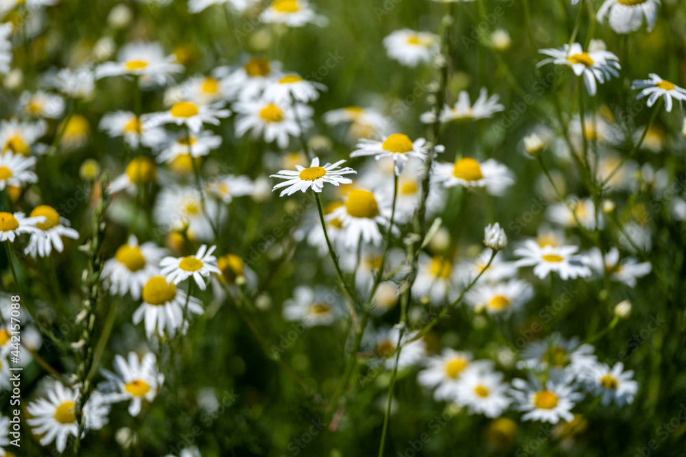 Fototapeta premium field of daisies