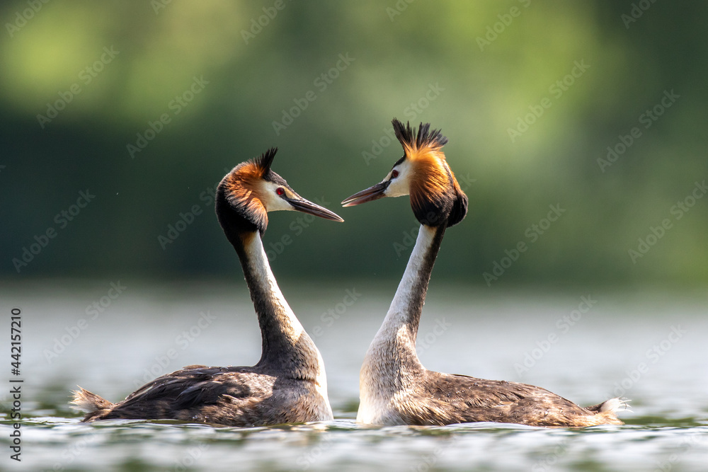 Great crested grebe courtship