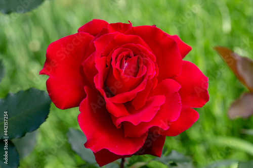 Red rose close up