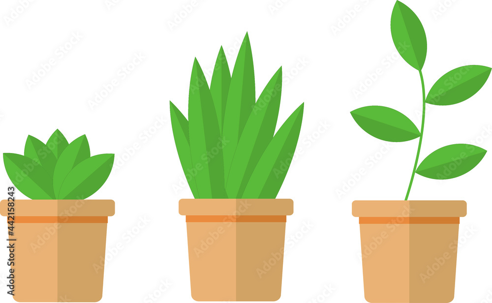 potted plants with green leaf potted plants with green leaf