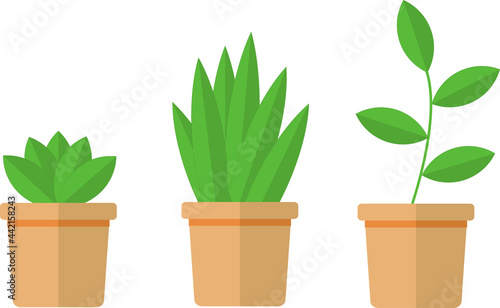 potted plants with green leaf