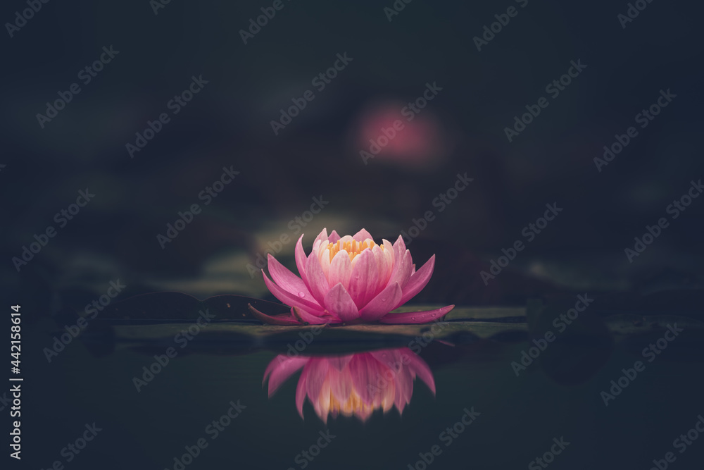 Pink lotus flower or water lily in water Stock Photo | Adobe Stock