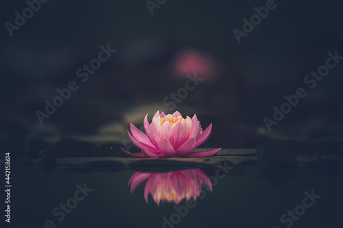 Pink lotus flower or water lily in water photo