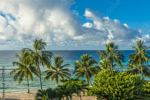 Beach on a island of Barbados with coconut palms