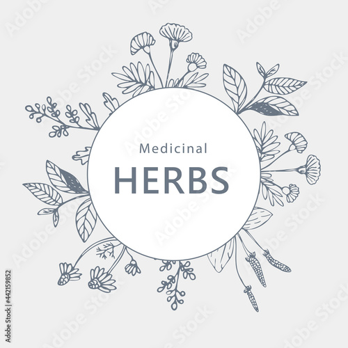 Vintage frame made of medicinal herbs and plants. Banner design from botanical flowers. Vector template.