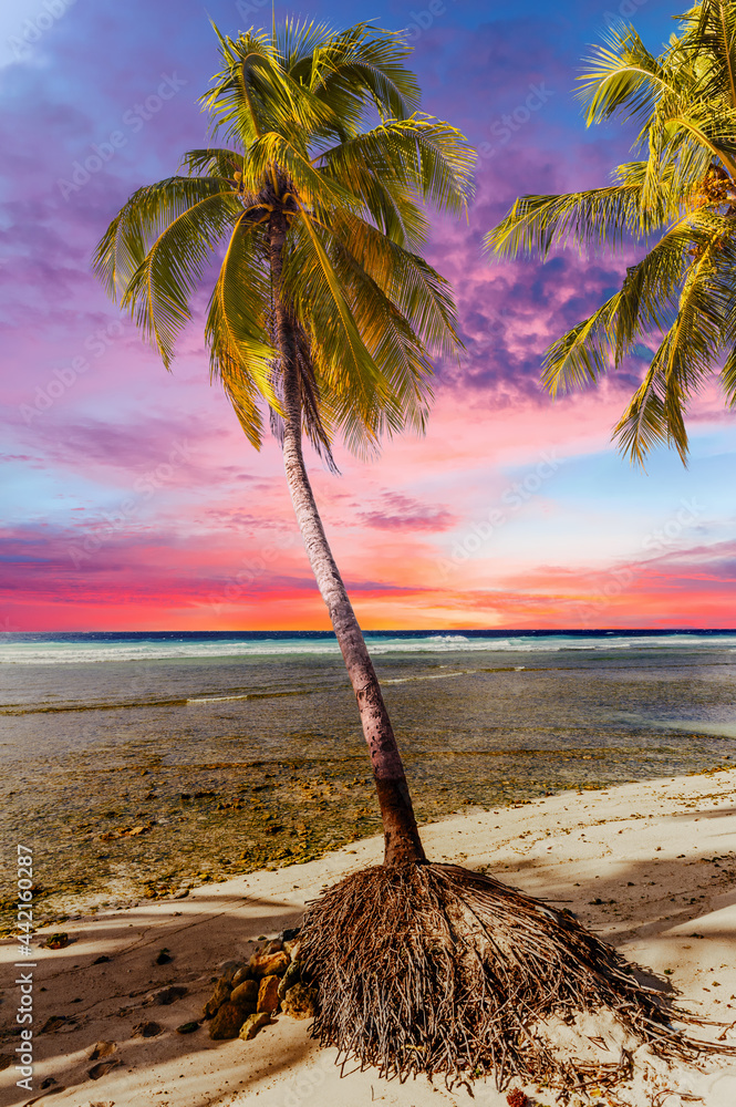 Beautiful vivid sunset over the coco palm in Barbados - obrazy, fototapety, plakaty 