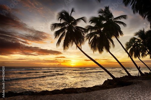Sunset over coconut palms on the island of Barbados