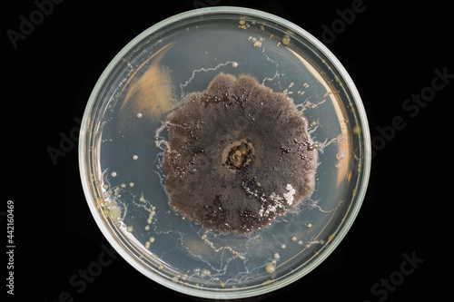 Exserohilum turcicum on PDA media in plate, mite contamination on black backgroud.