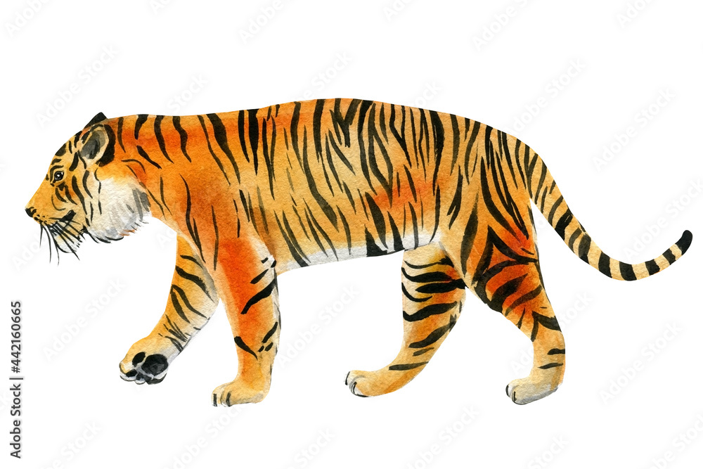 Obraz premium Tiger on an isolated white background. Watercolor illustration, cute animal
