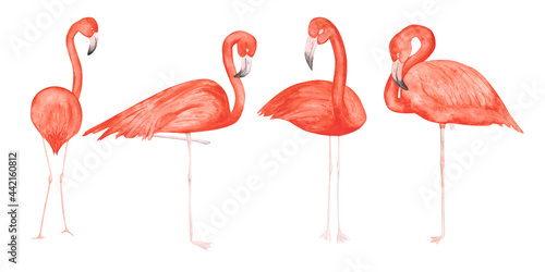 Set of 4 watercolor flamingos isolated on a white background. Hand-drawn pink tropical birds clipart. Cute illustration of exotic animals for your design. Colorful flamingos banner. Beautiful print. © Nadja