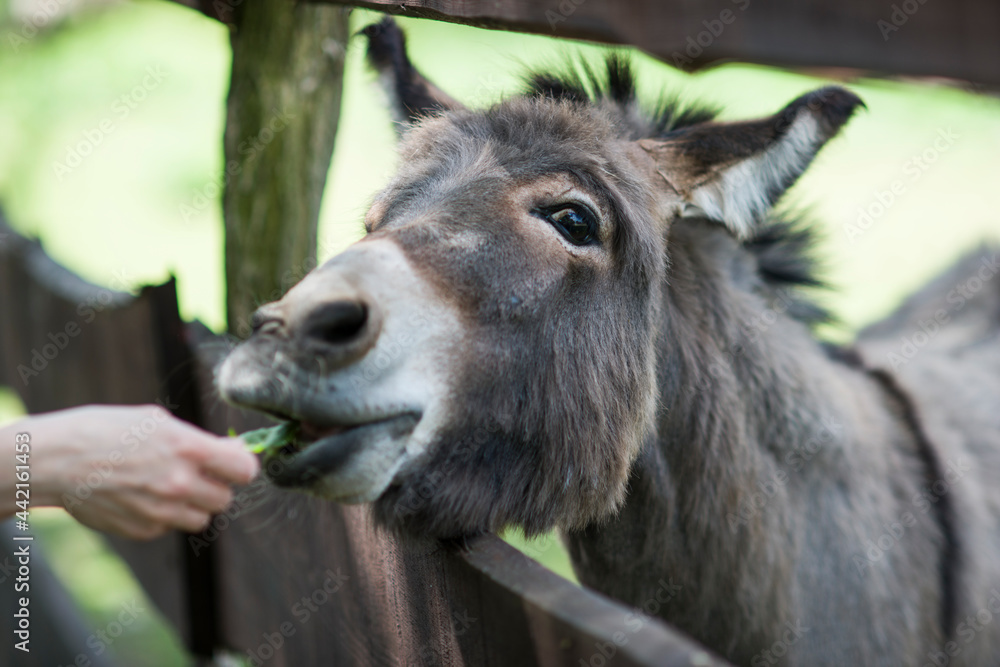 Fototapeta premium Karmienie osła