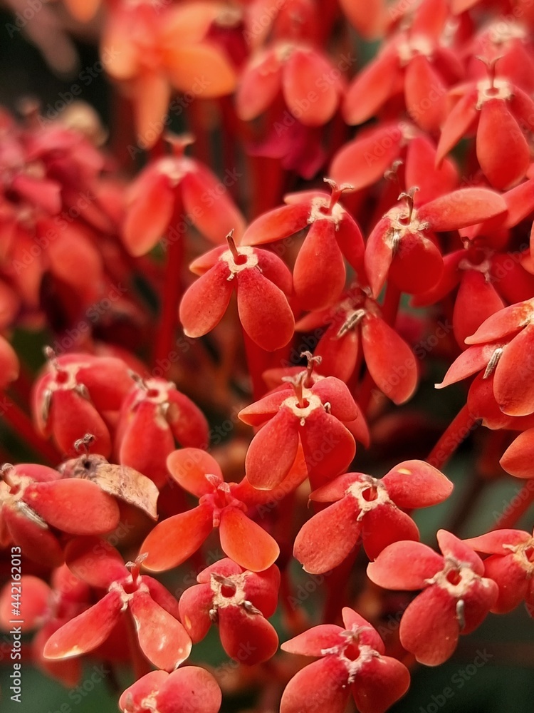 red asoka flowers in macro view, close up and selective focus with soft blurry background red asoka flowers in macro view, close up and selective focus with soft blurry background