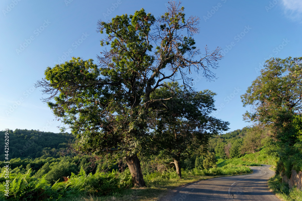 Chestnut tree and country road in Casinca  mountain. Corsica island