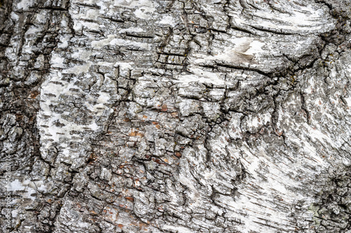 Abstract background showing a detail of birch bark texture
