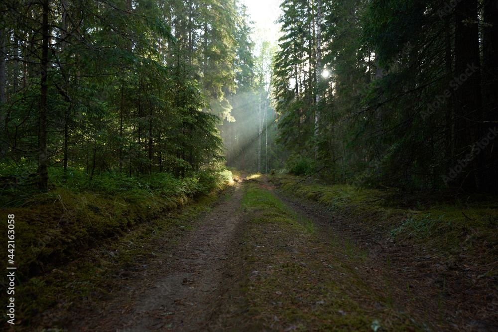 Obraz premium road in the forest