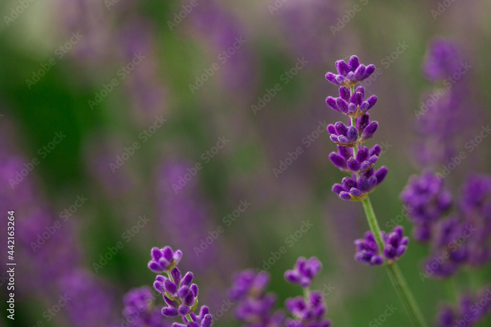 Lawender flowers Lawender flowers