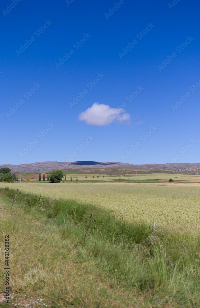 Views of nature. Clear blue sky with a single cloud, with farm fields