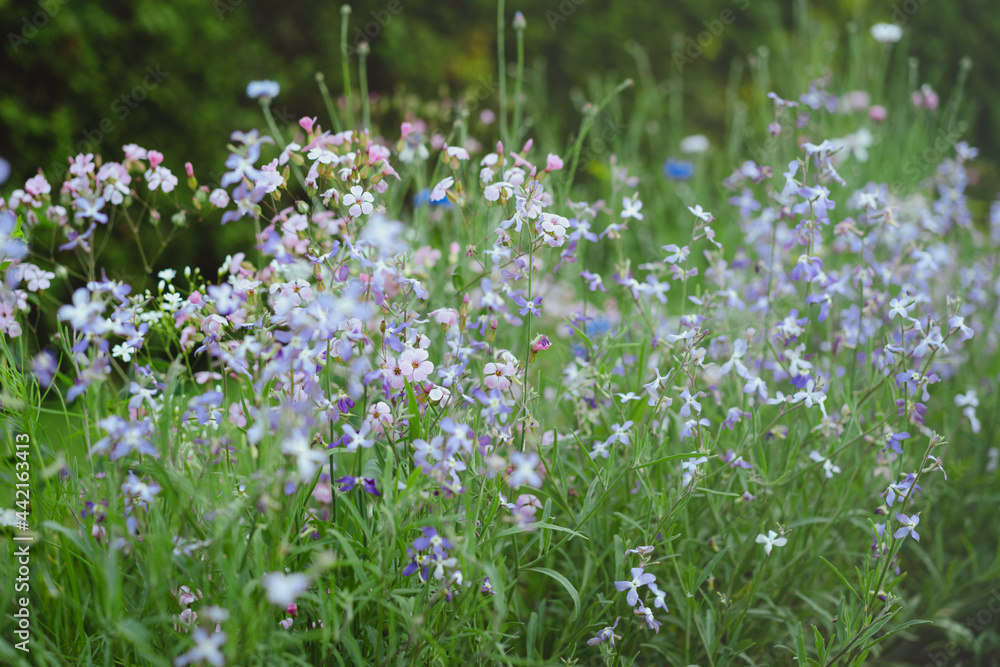 Small summer flowers scent in evening garden. Matthiola longipetala, night-scented stock, evening stock.