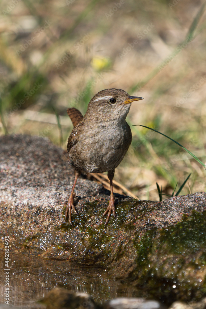 Eurasian wren standing at the edge of some water or birdbath stretching and looking to the right Eurasian wren standing at the edge of some water or birdbath stretching and looking to the right