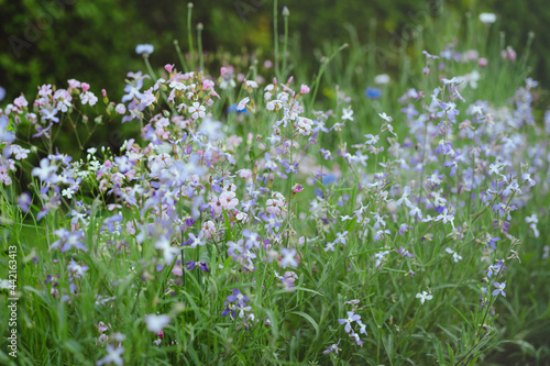 Small summer flowers scent in evening garden. Matthiola longipetala  night-scented stock  evening stock.