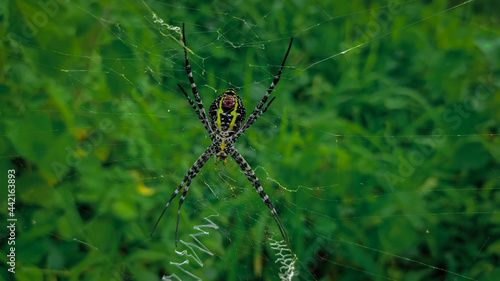 spider on the web