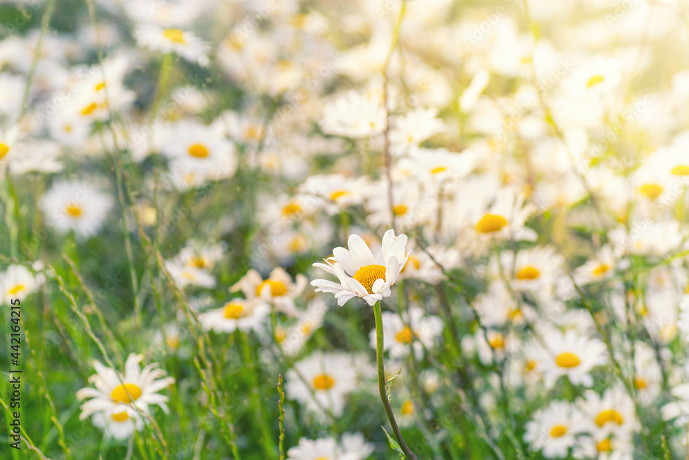 Blooming white daisy field. Beautiful nature scene.