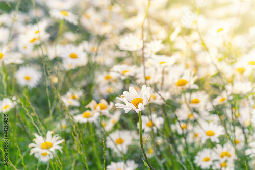 Blooming white daisy field. Beautiful nature scene. © Zita Stankova
