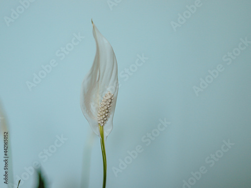 Schilderij op canvas White flower calla, Spathiphyllum on a blue background.