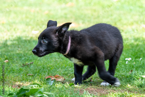 shepherd puppy running on the grass