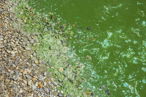 Taganrog Bay. Dirty shore. Algae bloom photo