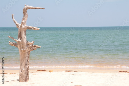 high season dry tree on the beach sea view background landscape