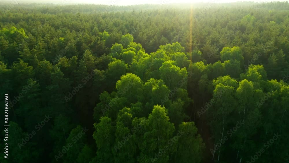 Tree tops against sunny sky. Pine forest is a natural resource. 