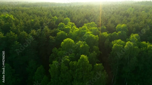 Tree tops against sunny sky. Pine forest is a natural resource. 