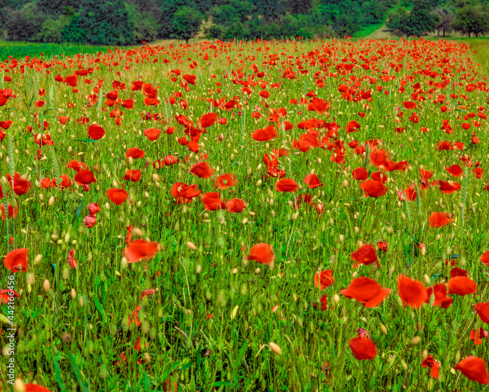 Fototapeta premium Klatschmohn, Natur, Pflanze