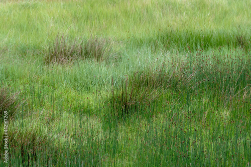 Reeds and grasses, natural marshland nature background, UK.