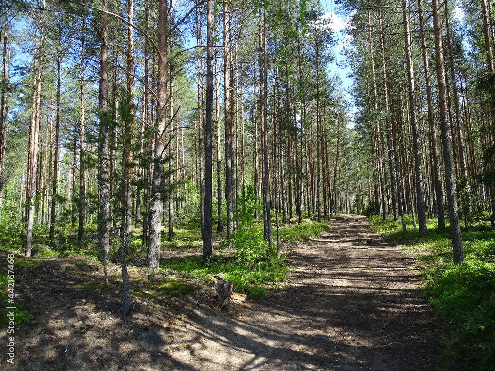 Fototapeta premium Summer landscape with pine forest 