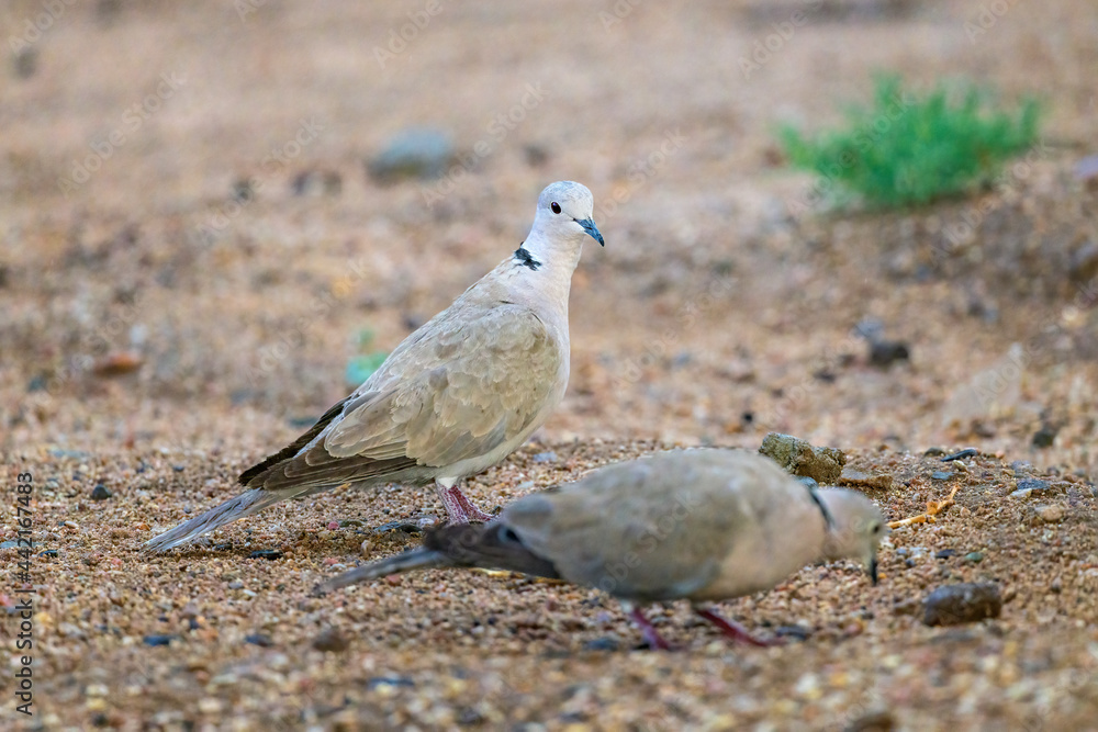 Obraz premium Eurasian Collard-dove Streptopelia decaocto Room for Title or Text