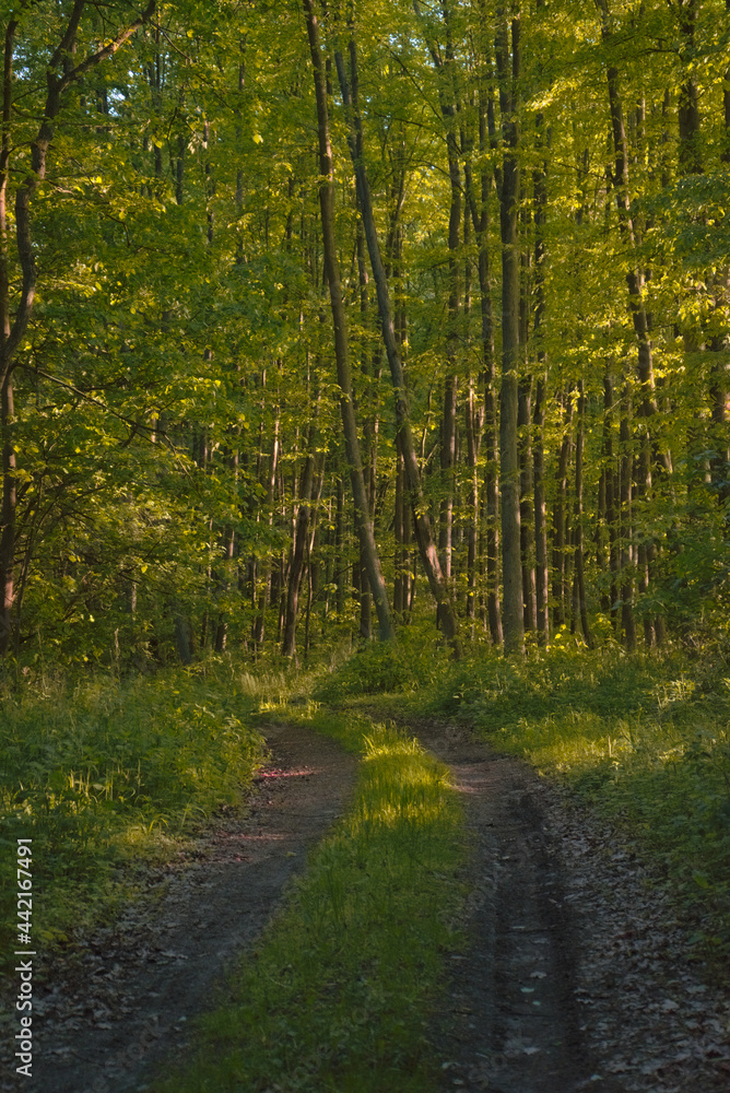 Obraz premium Waldphotography am Morgen