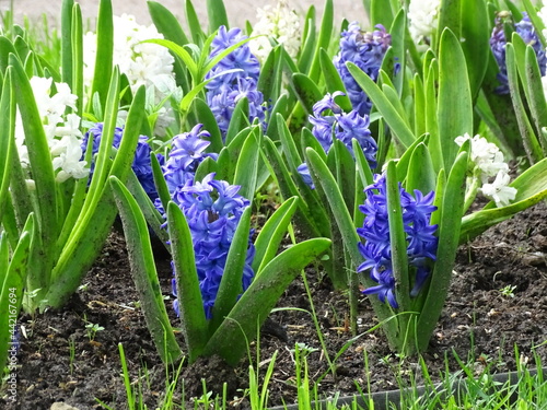 Park in the summer, on the lawn there are many flower beds with white flowering daffodils 
