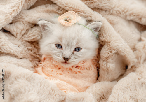 Ragdoll kitten photos newborn style